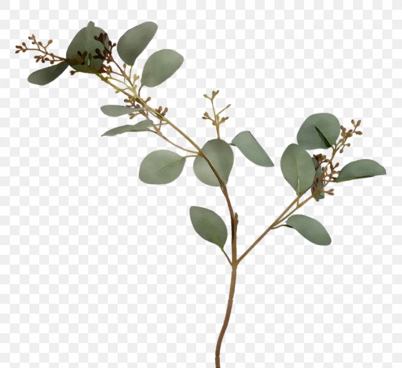Twig Plant Stem Leaf Herb Plants, PNG, 1070x981px, Twig, Arctostaphylos, Branch, Flower, Flowering Plant Download Free