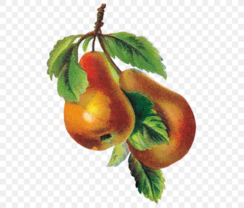 Apple Pear Auglis Clip Art, PNG, 531x699px, Apple, Animaatio, Auglis, Berry, Branch Download Free