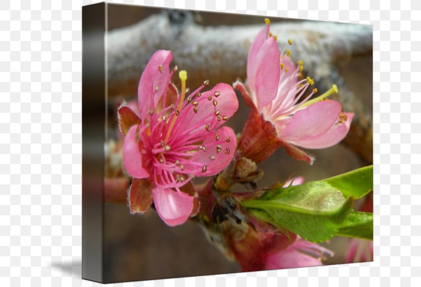 Blossom Flower Peach Petal Fine Art, PNG, 650x560px, Blossom, Art, Cherry, Cherry Blossom, Discover Card Download Free