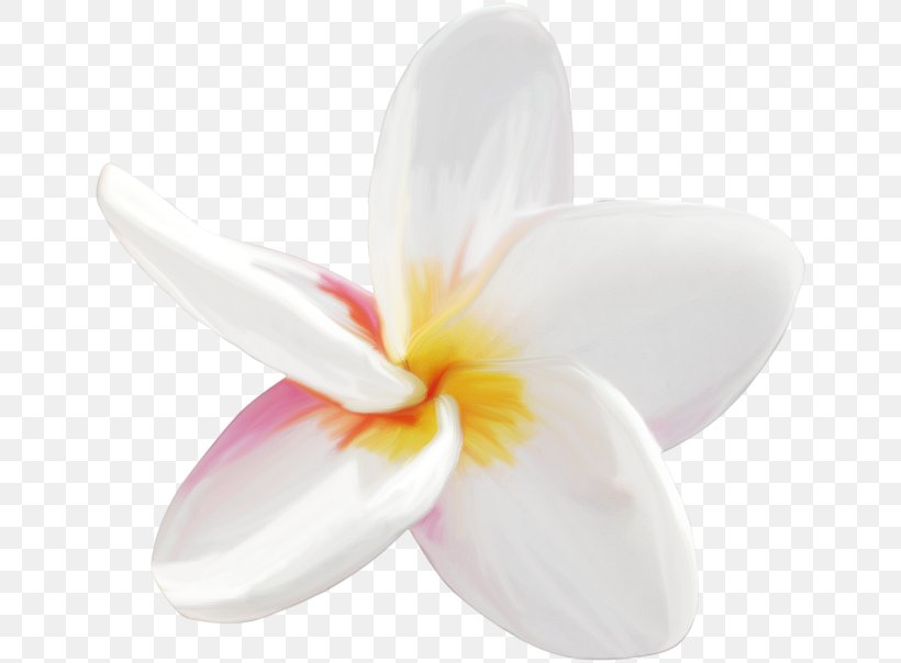 Flower Petal Seed Frangipani Plant, PNG, 650x604px, Flower, Flora, Flowering Plant, Frangipani, Leaf Download Free