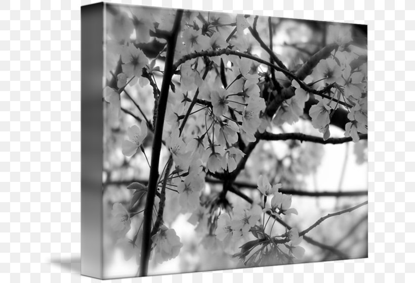 Black And White Cherry Blossom Imagekind, PNG, 650x560px, Black And White, Black, Blossom, Branch, Cherry Download Free