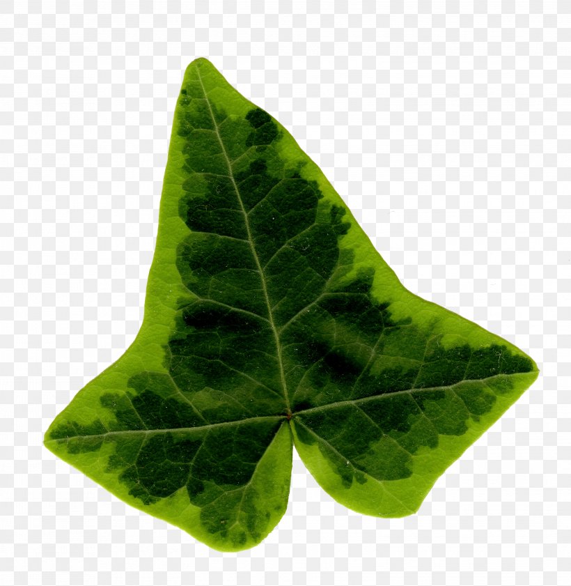 Common Ivy Leaf Araliaceae, PNG, 3101x3184px, Common Ivy, Araliaceae, Email, File Size, Hyperlink Download Free