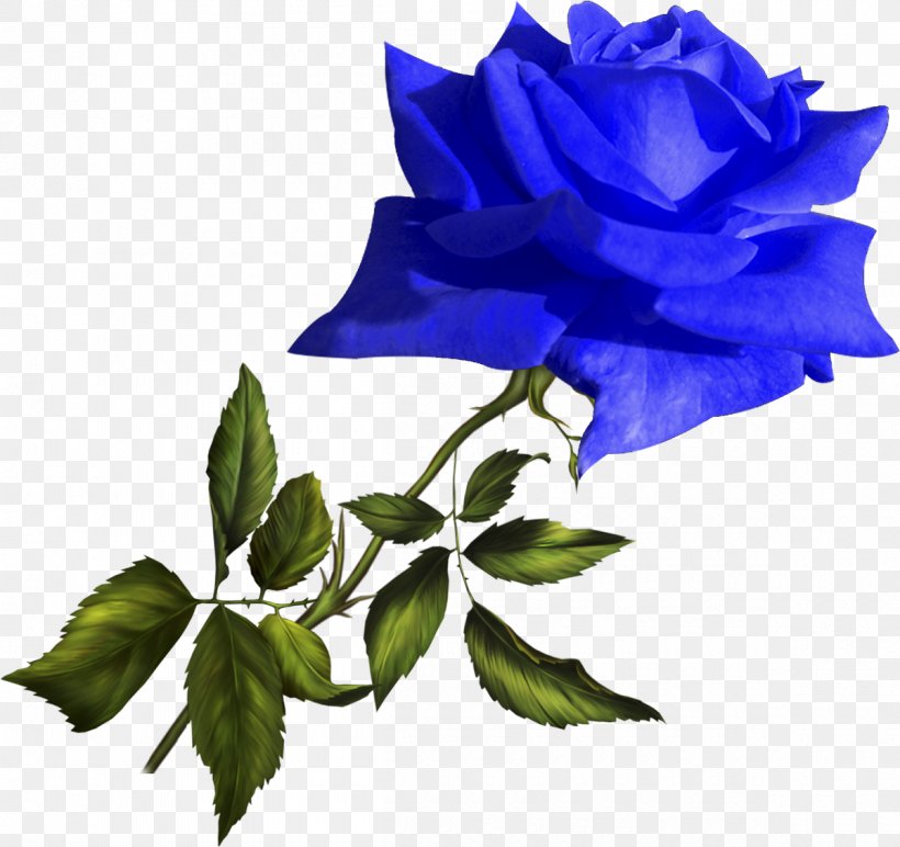 Footage Garden Roses Yellow Clip Art, PNG, 1200x1130px, Footage, Adobe Flash Player, Blue, Blue Rose, Computer Software Download Free