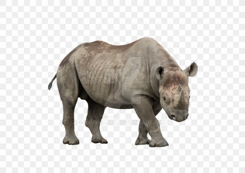 Javan Rhinoceros African Rhino Mammal Black Rhinoceros, PNG, 1024x724px, Rhinoceros, African Rhino, Animal, Black Rhinoceros, Elephant Download Free