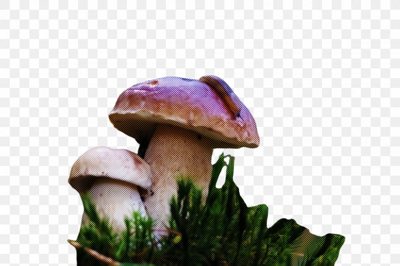 Mushroom Edible Mushroom Natural Landscape Agaricomycetes Fungus, PNG, 2451x1632px, Mushroom, Agaricaceae, Agaricomycetes, Agaricus, Bolete Download Free