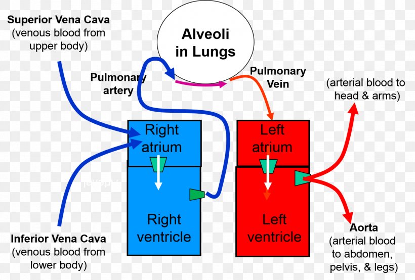 Pulmonary Circulation Heart–lung Transplant Carbon Dioxide Heart–lung Transplant, PNG, 1421x961px, Pulmonary Circulation, Area, Blood, Carbon Dioxide, Circulation Download Free