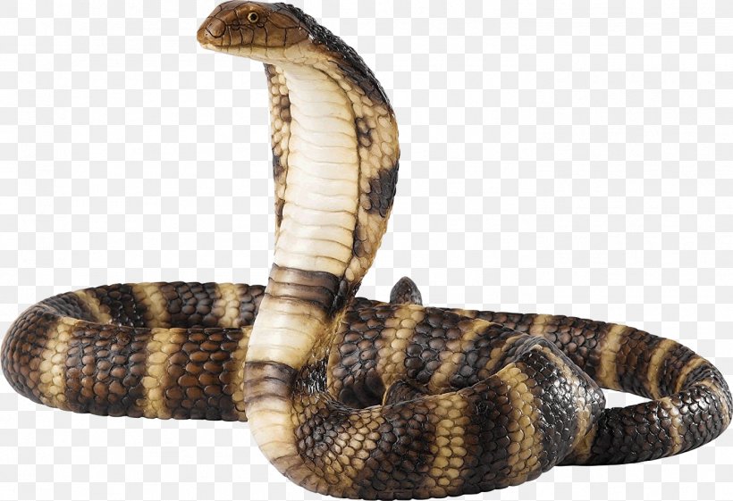 Snakes Reptile Venomous Snake Rattlesnake, PNG, 1401x959px, Snakes, Cobra, Cobras, Eastern Diamondback Rattlesnake, Elapid Snakes Download Free