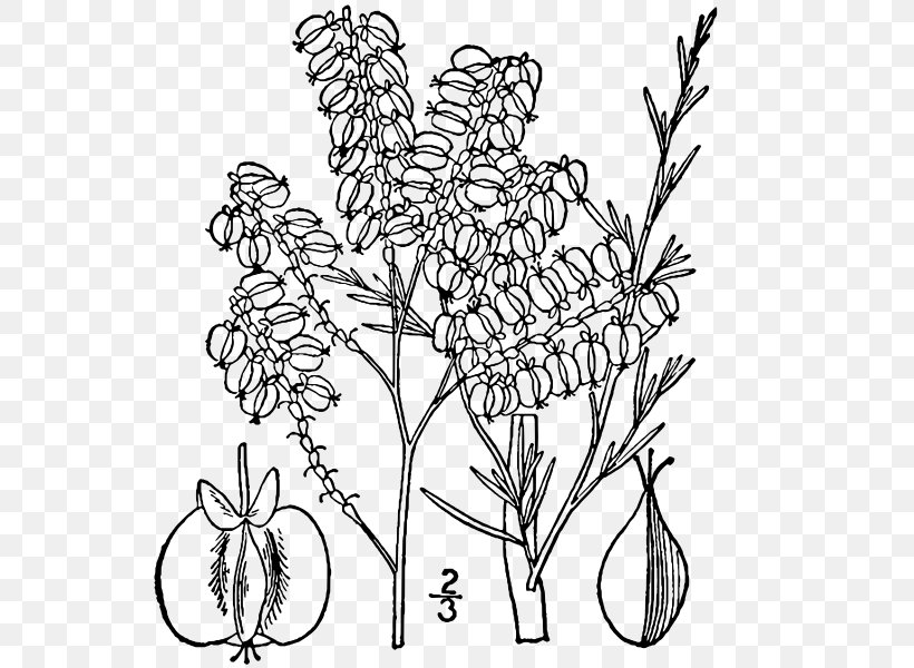 Twig Floral Design Flowering Plant Plant Stem, PNG, 552x600px, Twig, Black And White, Branch, Coloring Book, Flora Download Free