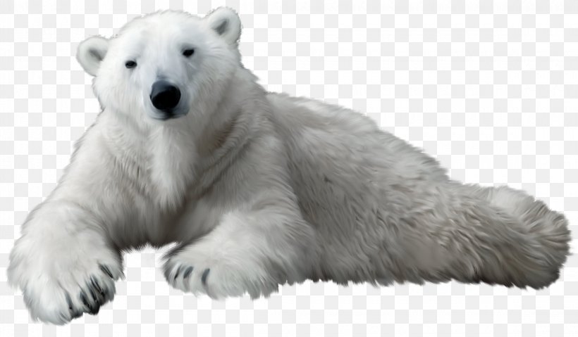 Polar Bear Kodiak Bear Clip Art, PNG, 2300x1344px, Polar Bear, Bear, Brown Bear, California Grizzly Bear, Carnivoran Download Free