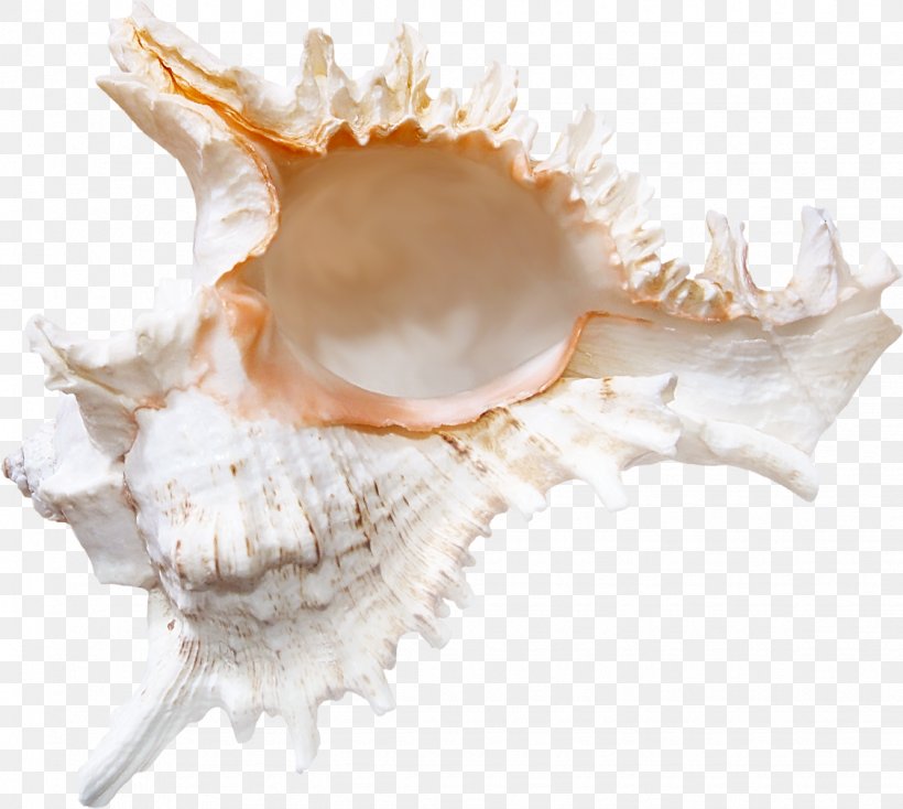 Seashell Conchology Sea Snail, PNG, 1125x1008px, Seashell, Bed And Breakfast, Clam, Clams Oysters Mussels And Scallops, Cockle Download Free