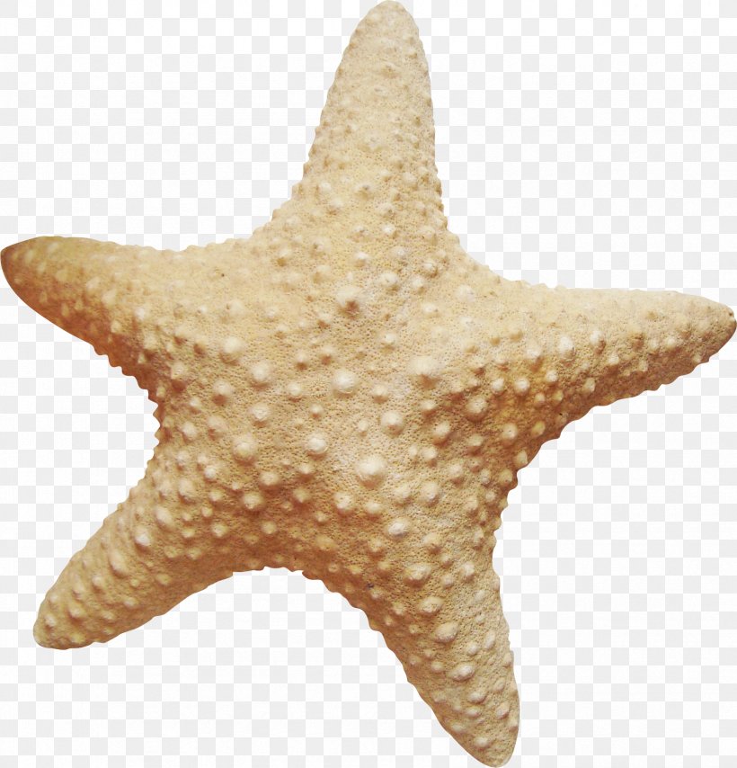 Starfish Marine Invertebrates Sea Clip Art, PNG, 1689x1760px, Starfish, Coast, Copyright, Digital Image, Drawing Download Free
