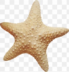 Starfish Marine Invertebrates Clip Art, PNG, 700x691px, Starfish ...