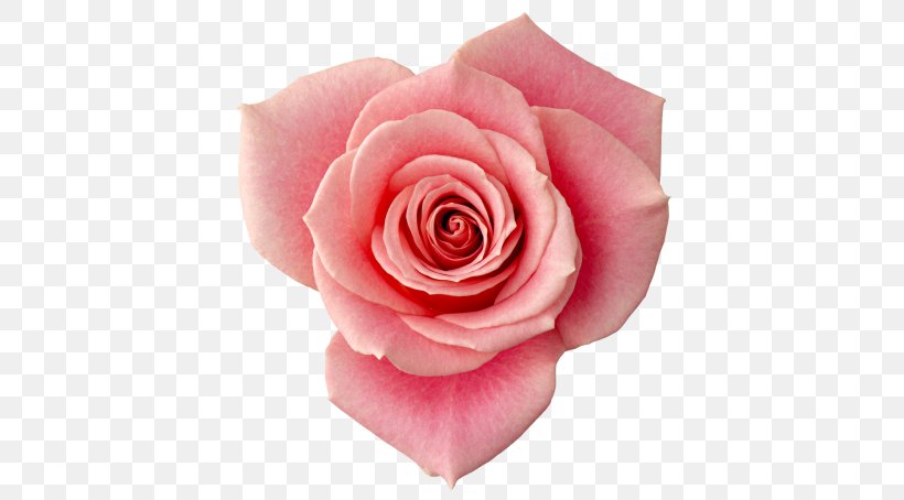Flower Garden Roses Beach Rose Still Life: Pink Roses Image, PNG, 640x454px, Flower, Beach Rose, Close Up, Color, Cut Flowers Download Free
