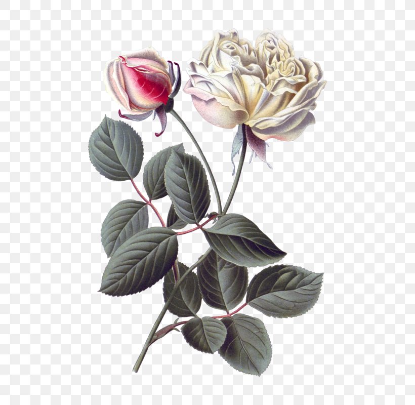 Garden Roses Cabbage Rose Botany Botanical Illustration Flower, PNG, 640x800px, Garden Roses, Artificial Flower, Beach Rose, Botanical Illustration, Botany Download Free