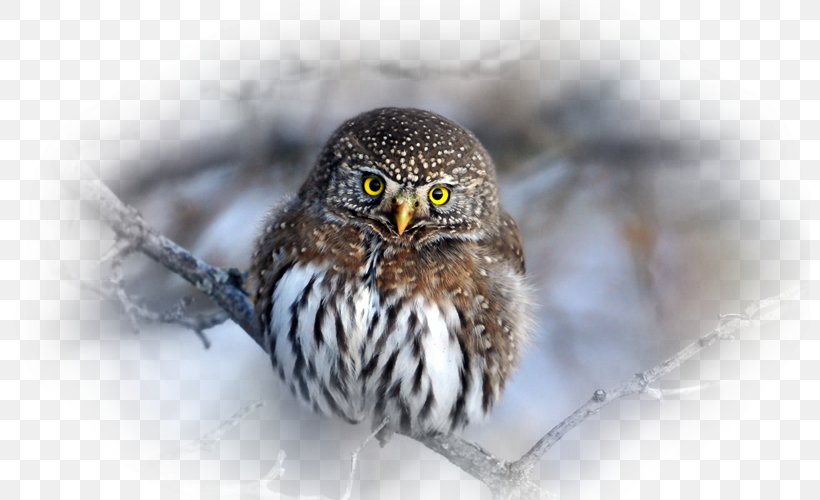 Spot-bellied Eagle-owl Bird Desktop Wallpaper Lynx, PNG, 800x500px, Owl, Animal, Beak, Bird, Bird Of Prey Download Free
