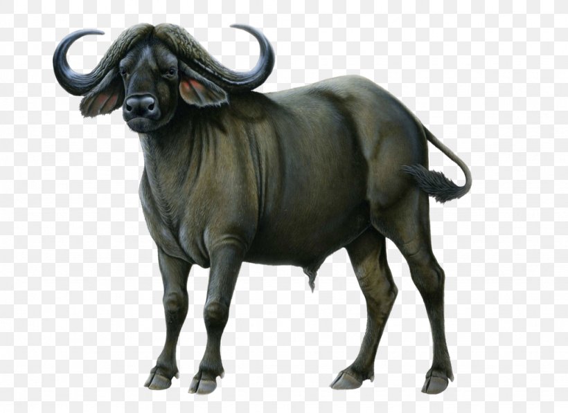 Buffalo Turbine LLC Wiki, PNG, 1024x746px, Buffalo, African Buffalo, Bull, Cattle Like Mammal, Cow Goat Family Download Free