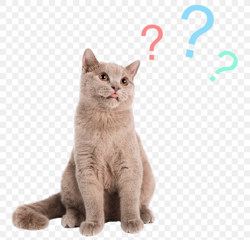 Cat Stock Photography Royalty-free Dog Felidae, PNG, 783x789px, Cat, American Wirehair, Asian, British Shorthair, Burmese Download Free