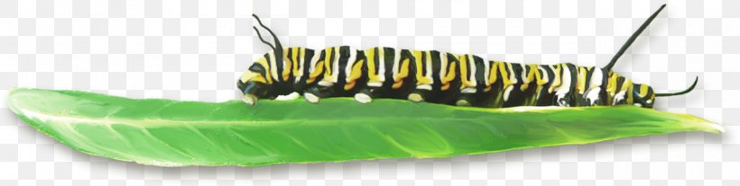 Caterpillar Insect Leaf, PNG, 1280x324px, Caterpillar, Chart, Close Up, Flower, Gratis Download Free
