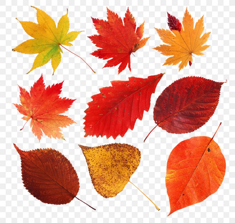 Leaf Autumn Leaves Clip Art Image Petal, PNG, 800x778px, Leaf, Autumn, Autumn Leaves, Color, Eye Download Free