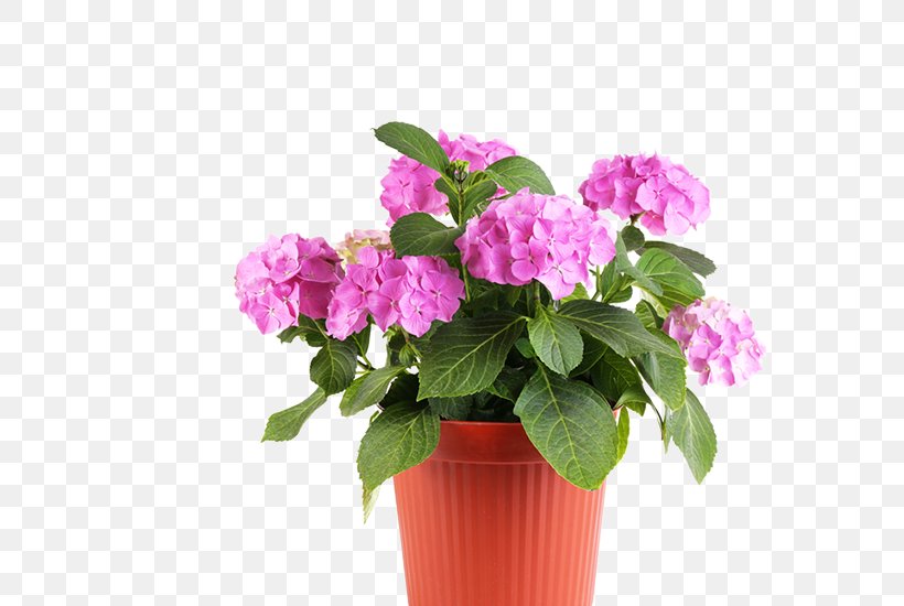 Nursery Flowerpot Garden Plant, PNG, 571x550px, Nursery, Annual Plant, Artificial Flower, Busy Lizzie, Cornales Download Free