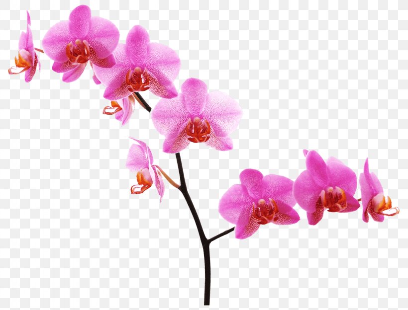 Orchids Pink Flowers Desktop Wallpaper, PNG, 1280x975px, Orchids, Blossom, Branch, Cattleya Orchids, Cut Flowers Download Free