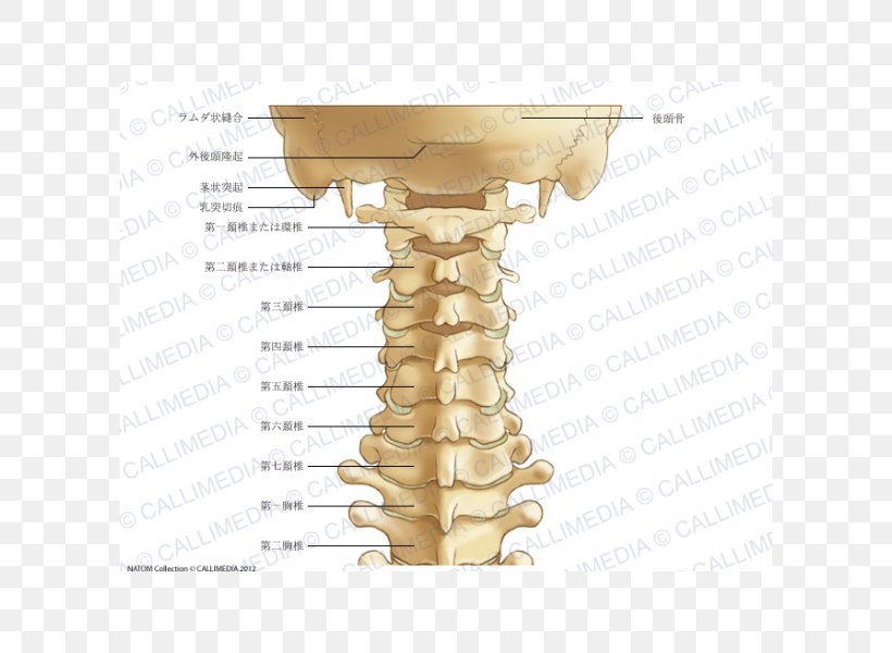 Process Cervical Vertebrae Vertebral Column Anatomy Atlas, PNG, 600x600px, Process, Anatomy, Atlas, Axis, Bone Download Free