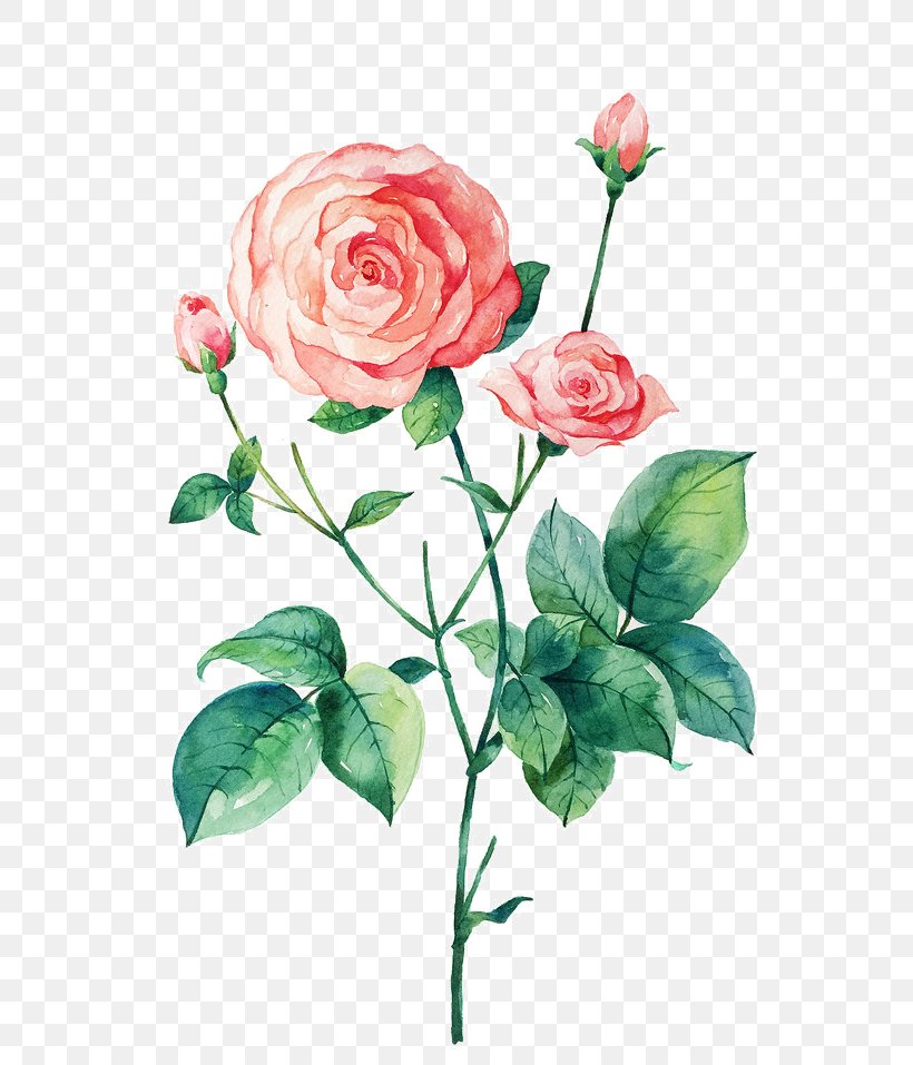 Beach Rose Rosa Chinensis Flower Illustration, PNG, 700x957px, Beach Rose, Art, Artificial Flower, Color, Cut Flowers Download Free