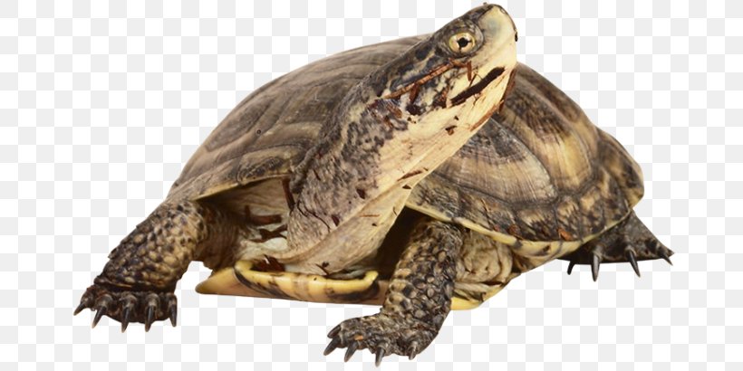 Box Turtle Common Snapping Turtle Tortoise Reptile, PNG, 670x410px, Box Turtle, Animal, Chelydridae, Common Snapping Turtle, Eidechse Download Free