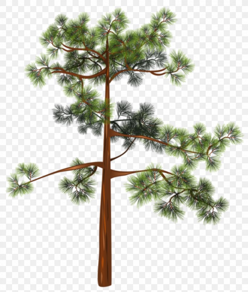 Clip Art Image Tree Illustration, PNG, 1503x1772px, Tree, American Larch, American Pitch Pine, Branch, Fir Download Free