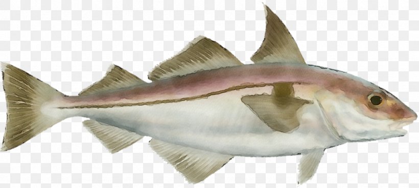Fish Fish Fish Products Haddock Cod, PNG, 1024x462px, Watercolor, Bonyfish, Cod, Fin, Fish Download Free