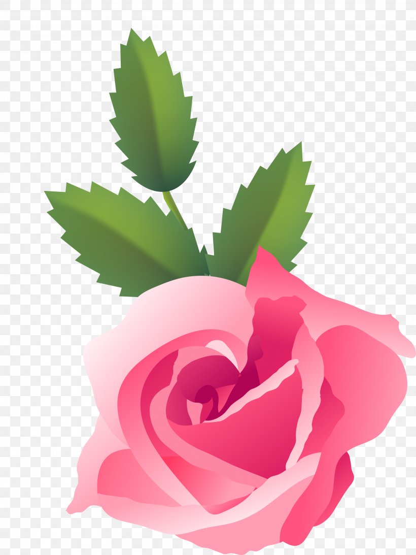 Garden Roses Centifolia Roses Still Life: Pink Roses Dog-rose Floribunda, PNG, 2841x3788px, Garden Roses, Centifolia Roses, Close Up, Dogrose, Floral Design Download Free