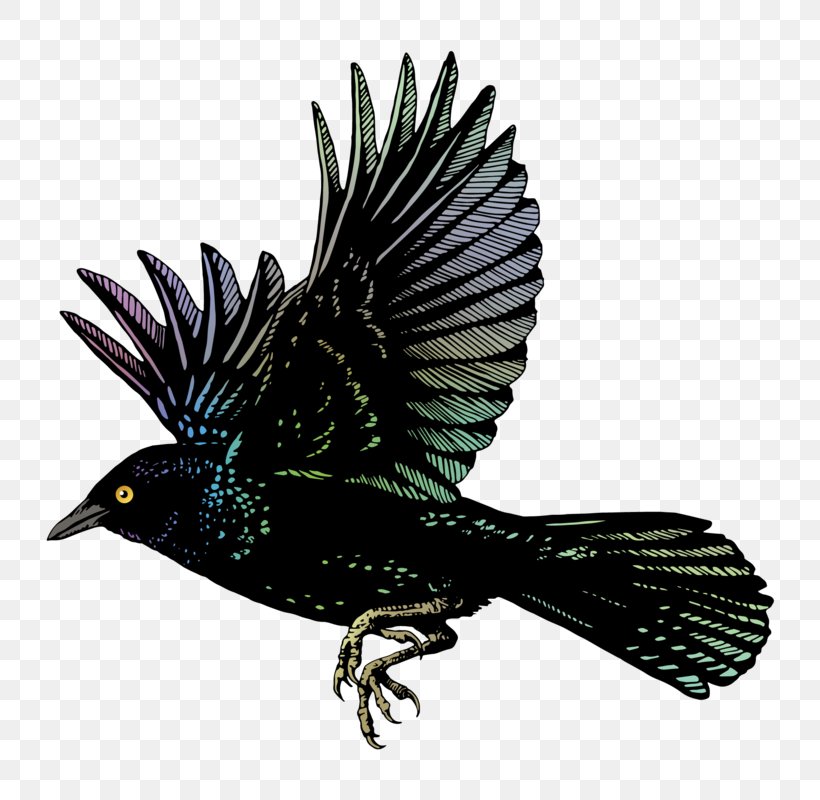 Common Blackbird American Crow Cross Fox Flight, PNG, 800x800px, 2018, Common Blackbird, American Crow, Animal, Art Download Free