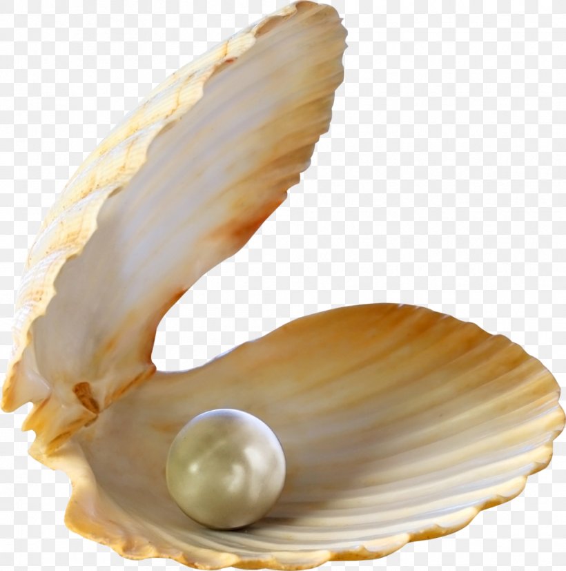 Oyster Pearl Seashell Stock Photography, PNG, 991x1000px, Oyster, Baltic Clam, Clam, Clams Oysters Mussels And Scallops, Clothing Accessories Download Free