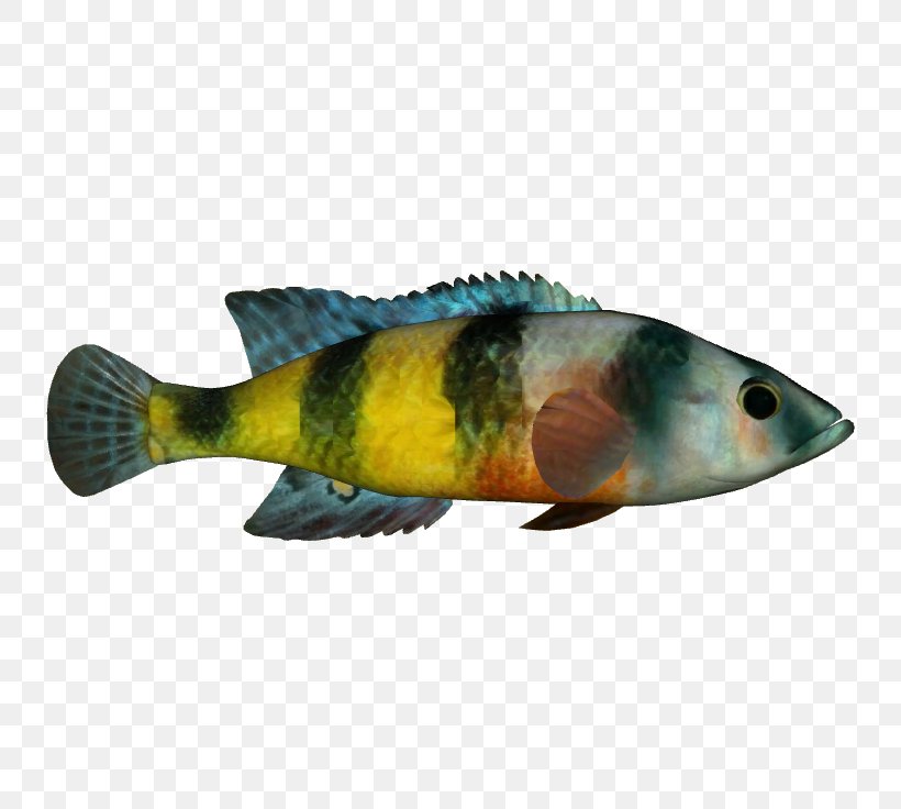 Perch Fauna Marine Biology Fish, PNG, 736x736px, Perch, Biology, Bony Fish, Fauna, Fin Download Free