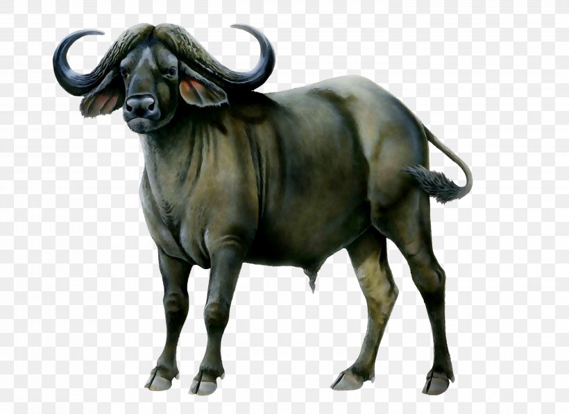 Water Buffalo American Bison African Buffalo Animal, PNG, 3000x2186px, Water Buffalo, African Buffalo, American Bison, Animal, Animal Figure Download Free