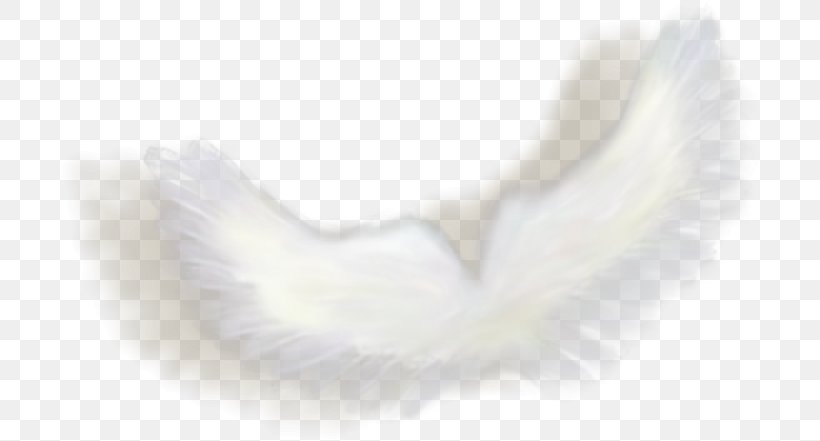 Angel Photography Picture Frames Clip Art, PNG, 700x441px, Angel, Author, Beak, Close Up, Feather Download Free