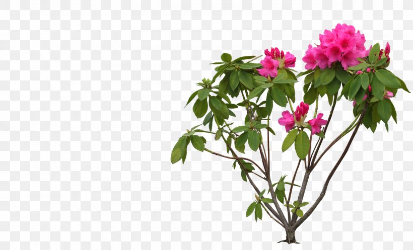 Flower Rhododendron Clip Art, PNG, 1600x970px, Flower, Azalea, Blossom, Branch, Cdr Download Free