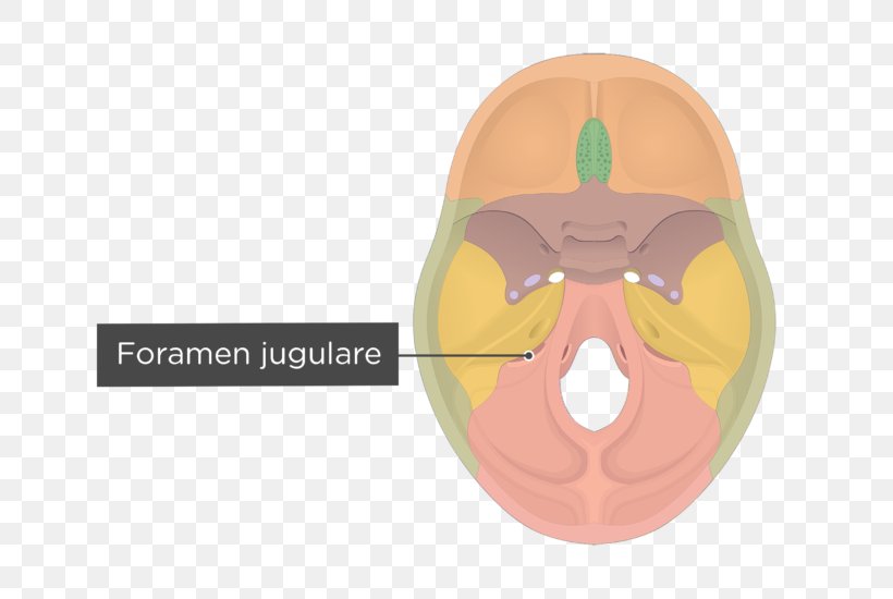 Occipital Bone Hypoglossal Canal Skull Internal Occipital Protuberance, PNG, 704x550px, Watercolor, Cartoon, Flower, Frame, Heart Download Free