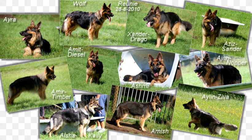 Old German Shepherd Dog Dog Breed Obedience Trial, PNG, 900x500px, Old German Shepherd Dog, Breed, Carnivoran, Dog, Dog Breed Download Free