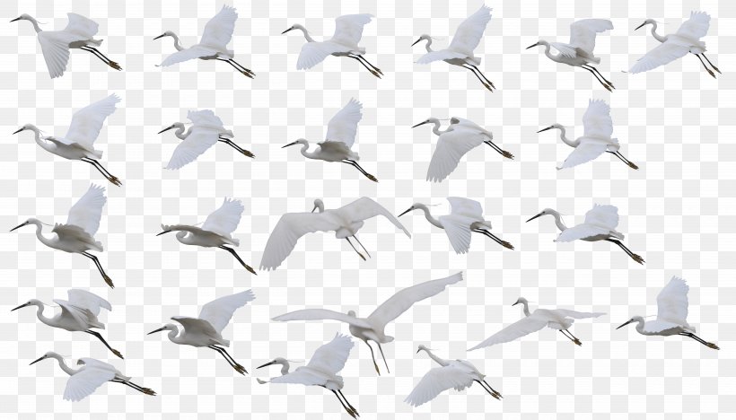 Siberian Crane Bird Flight Red-crowned Crane, PNG, 5000x2854px, Crane, Bird, Ducks Geese And Swans, Flight, Flock Download Free