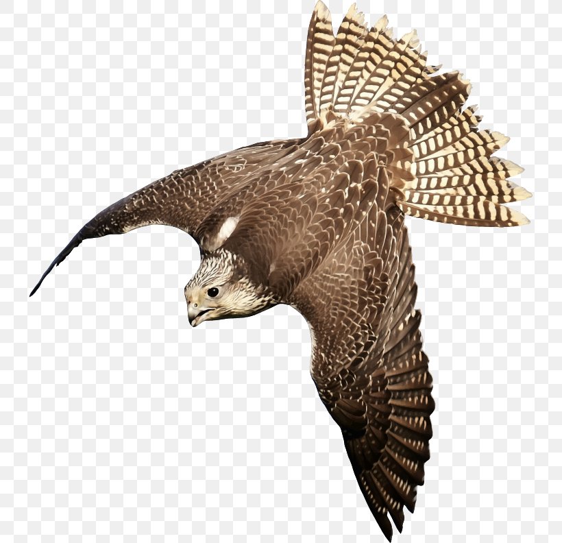 Bird Peregrine Falcon Saker Falcon Clip Art, PNG, 735x792px, Bird, Accipitriformes, Animal, Beak, Bird Of Prey Download Free
