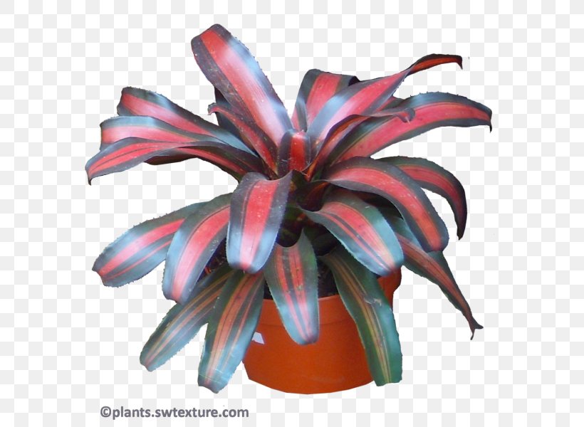 Bromeliads Neoregelia Johannis Neoregelia Margaretae Plant Flower, PNG, 606x600px, Bromeliads, Agave, Burgundy, Crop, Flower Download Free