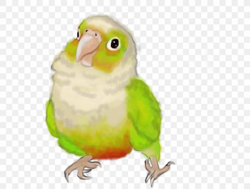 Budgerigar Parrot Lovebird Conure, PNG, 1350x1020px, Budgerigar, Beak, Bird, Cartoon, Common Pet Parakeet Download Free