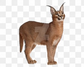 Cheetah - Felidae Eurasian Lynx Egyptian Mau African Wildcat Cheetah PNG