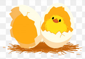 Hatching Eggs - Chick Hatching From Egg PNG