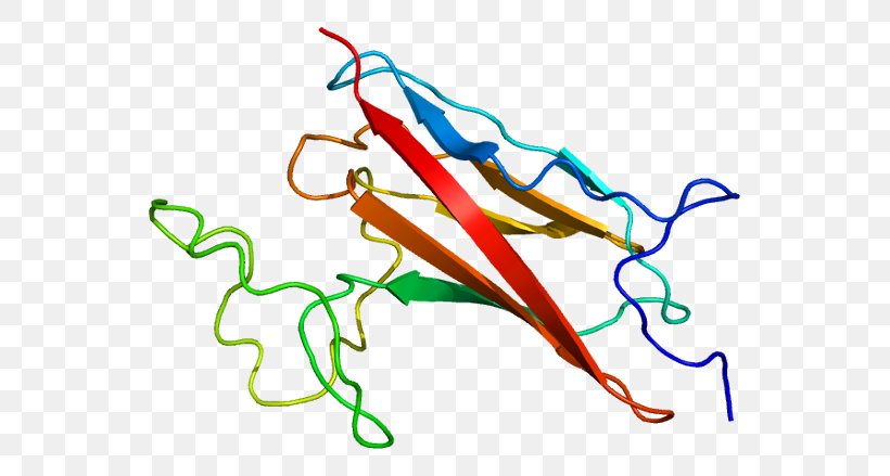 Myosin Binding Protein C, Cardiac Cardiac Muscle Gene, PNG, 595x439px, Watercolor, Cartoon, Flower, Frame, Heart Download Free