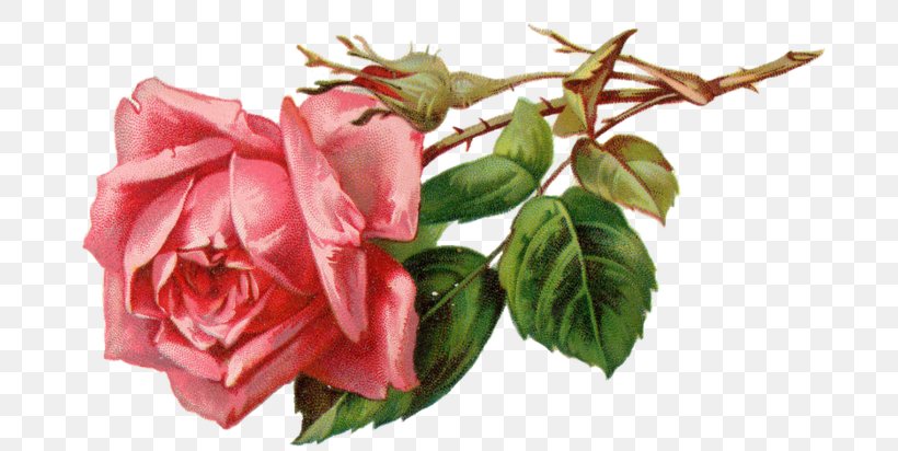 Rose Pink Clip Art, PNG, 700x412px, Rose, Artificial Flower, China Rose, Cut Flowers, Digital Image Download Free