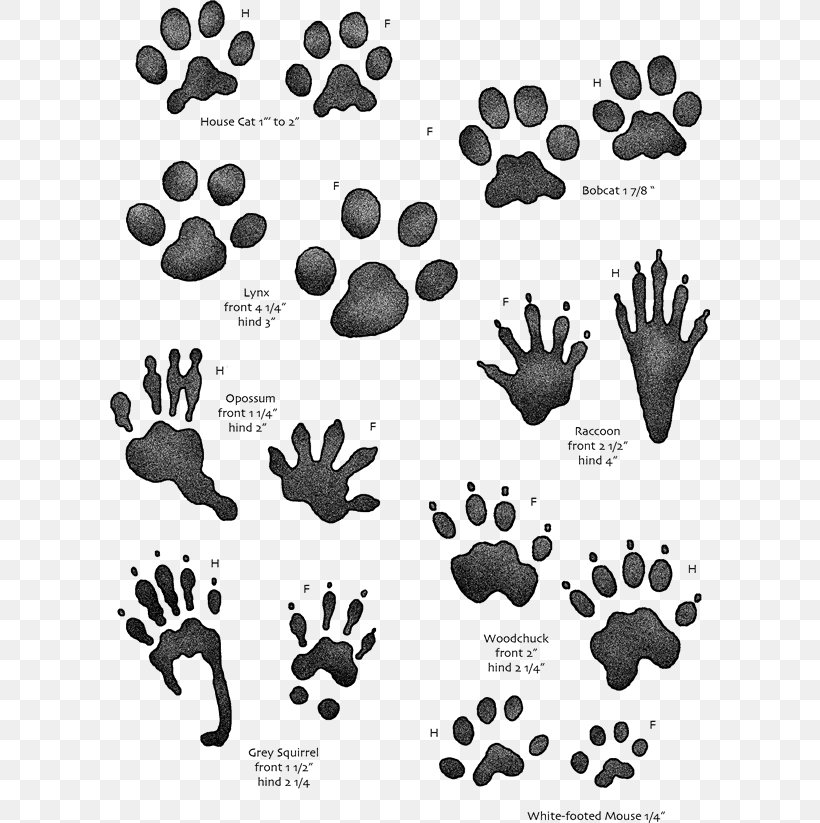 Animal Track Squirrel Tracking Footprint Hunting, PNG, 600x823px, Animal Track, Animal, Black, Black And White, Deer Download Free
