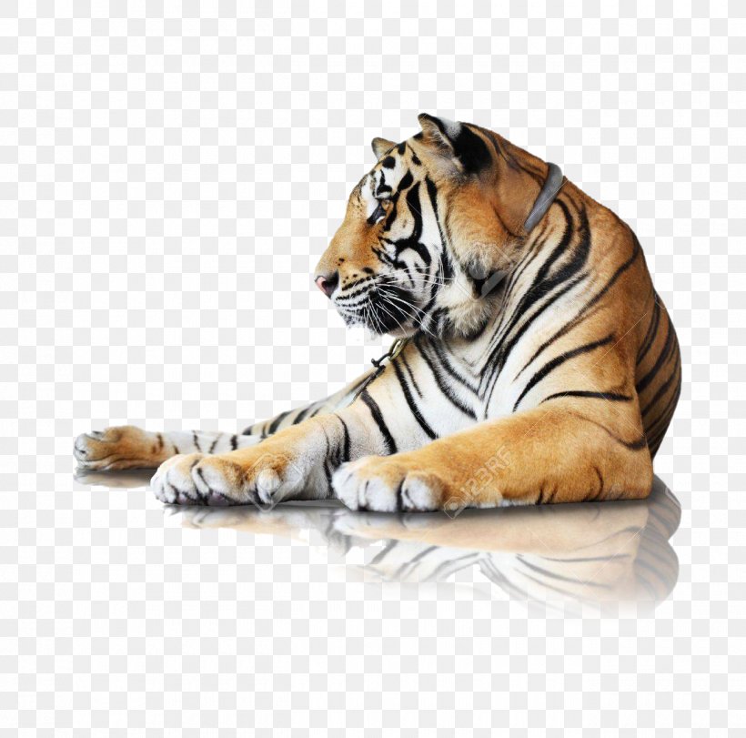 Bengal Tiger Stock Photography Stock.xchng Royalty-free Image, PNG, 1300x1286px, Bengal Tiger, Animal Figure, Big Cats, Carnivore, Felidae Download Free