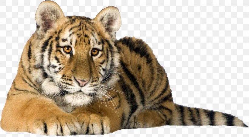 Cat Lion Bengal Tiger White Tiger Desktop Wallpaper, PNG, 920x505px, Cat, Bengal Tiger, Big Cat, Big Cats, Carnivoran Download Free